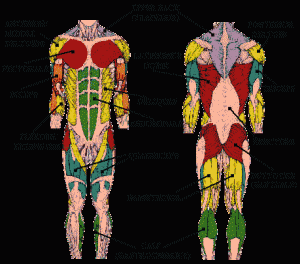 Ilmu Pengantar Ananatomi
